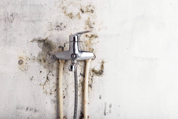 Best Toxic Mold Removal  in Peralta, NM