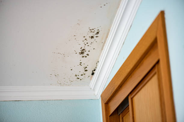 Crawl Space Mold Removal in Peralta, NM