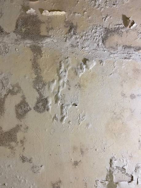 Best Emergency Mold Removal  in Peralta, NM